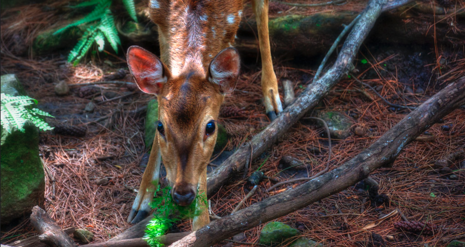 deer indonesia