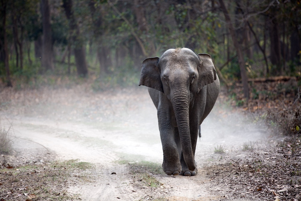 An elephany in India walking down a road