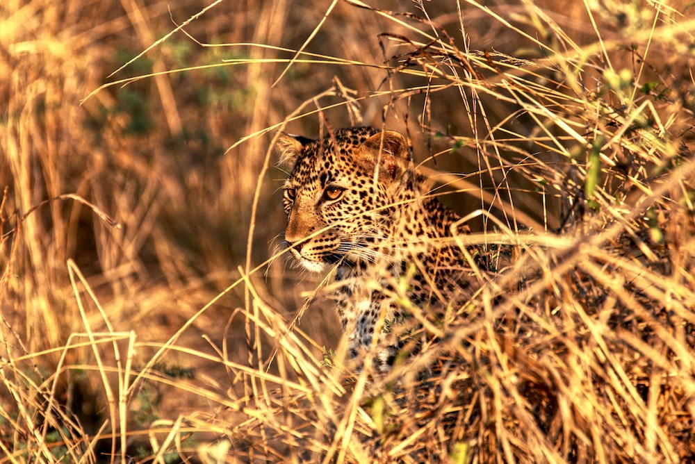 Jaguar in Zambia
